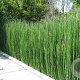 Equisetum hyemale robustum GM P9