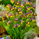 Fritillaria 'Michailovsky' GM P9