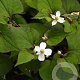 Houttuynia cordata 'Plena' GM M19
