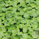 Hydrocotyle novae-zelandiae GM M19