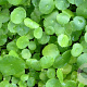 Hydrocotyle vulgaris GM plug