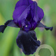 Iris (G) 'Black' GM plug