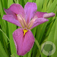 Iris louisiana 'Pink' GM plug