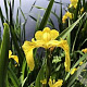 Iris pseudacorus GM plug