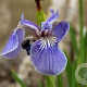Iris setosa GM M23