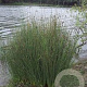 Juncus inflexus GM M23