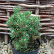 Pinus mugo 'Humpy' 60-70 cm 50L breed