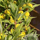 Lysimachia thyrsiflora GM plug