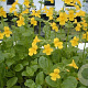 Mimulus luteus GM P9