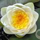 Nymphaea alba GM M28