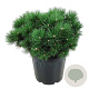 Pinus nigra 'Hornibrookiana' 100-125 cm cont. 110L breed