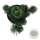 Pinus nigra 'Oregon Green' 40-50 cm P21