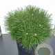 Pinus nigra 'Pierrick Bregeon' 80-90 cm cont. 80L breed