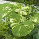 Petasites hebrydes variegatus GM P9
