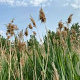 Phragmites australis GM plug