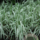 Phalaris variegata picta GM M23
