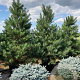 Pinus sylvestris 200-250 cm cont. 180L