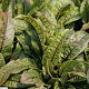 Rumex sanguineus GM P9
