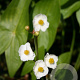 Sagittaria sagittifolia GM plug