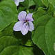 Viola palustris GM P9