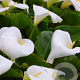 Zantedeschia aethiopica GM M19