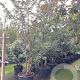 Prunus 'Accolade' 350-400 cm cont. 110L