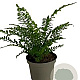Polystichum setiferum GM 2,0L