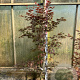 Acer pal. 'Bloodgood' 150-175 cm 20L