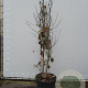 Davidia involucrata 300-350 cm draadkluit meerstammig