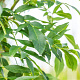 Fraxinus e. 'Westhof's Glorie' 12-14 HO draadkluit