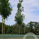 Fraxinus pen. 'Summit' 18-20 HO draadkluit