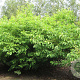 Halesia carolina 200-250 cm draadkluit meerstammig 160-180 cm diameter