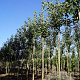 Malus d. 'Jonagold' 12-14 HO draadkluit