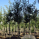 Malus d. 'Jonagold' 12-14 HO draadkluit