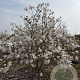 Magnolia stellata 175-200 cm draadkluit meerstammig 200-250 diameter