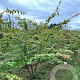 Parrotia persica 250-300 cm draadkluit meerstammig 350-400 diameter