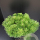 Pinus mugo mugo 50-60 cm 10L