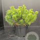 Pinus mugo mugo 50-60 cm 10L