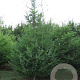 Pseudotsuga menziesii 300-350 cm draadkluit solitair