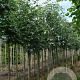 Sorbus aria 'Lutescens' 12-14 HO draadkluit