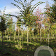 Zelkova serrata 12-14 HO draadkluit