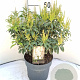 Pieris japonica 'Bonfire' 30-40 cm 5,0L