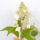 Hydrangea pan. 'Kyushu' 30-40 cm 3,0L
