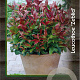 Leucothoe 'Zeblid' 30-40 cm 5,0L