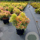 Pieris 'Flaming Silver' 40-50 cm 10L