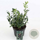Sarcococca confusa 20-30 cm 2,0L
