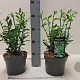 Sarcococca confusa 20-30 cm 2,0L