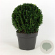 Buxus sempervirens 40 cm 10L bol