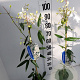 Clematis arm. 'Snowdrift' 80-100 cm 2,5L