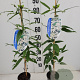 Clematis arm. 'Snowdrift' 80-100 cm 2,5L